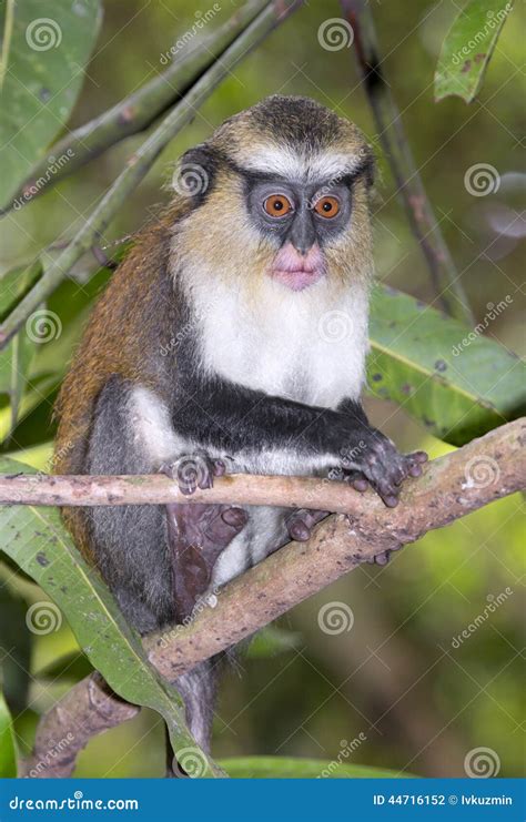 Mona Monkey (Cercopithecus Mona) In A Tree. Royalty-Free Stock Image ...