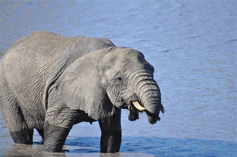 Elephant Animal Mammal Free Photo On Pixabay Pixabay
