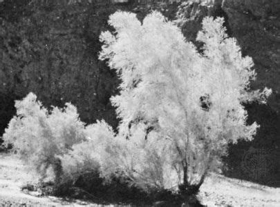 Smoke tree | Drought-tolerant, Silver-leaved, Ornamental | Britannica