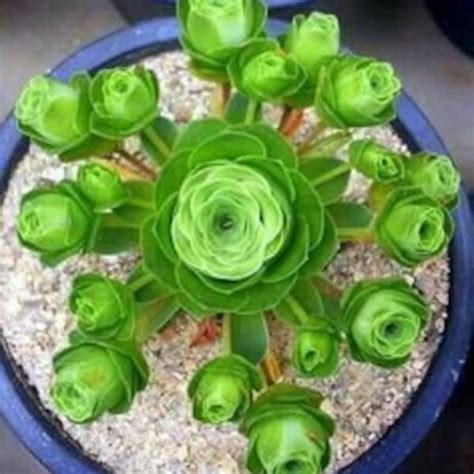 Mountain Rose Succulent Etsy