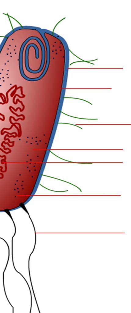 Prokaryotic Cell Parts Diagram Quizlet