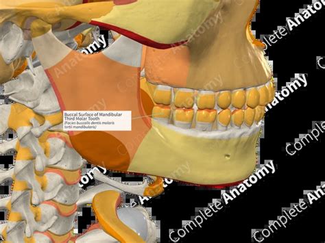 buccal surface  mandibular  molar tooth complete anatomy