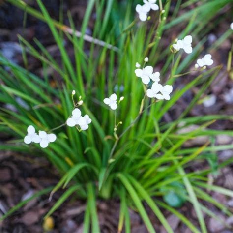 Buy Libertia grandiflora Online - Southern Woods