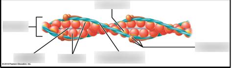 Diagram Of Thin Filaments Quizlet