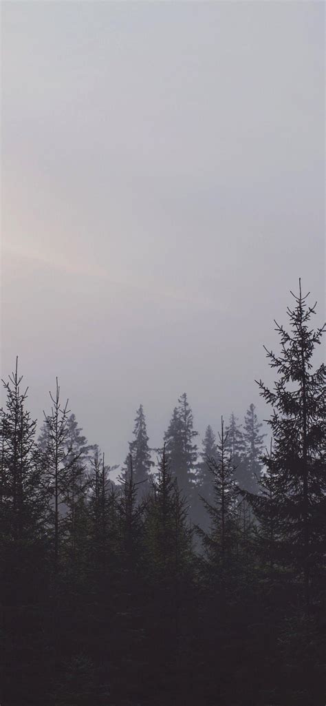 Dark Forest iPhone Wallpapers - Top Free Dark Forest iPhone Backgrounds - WallpaperAccess