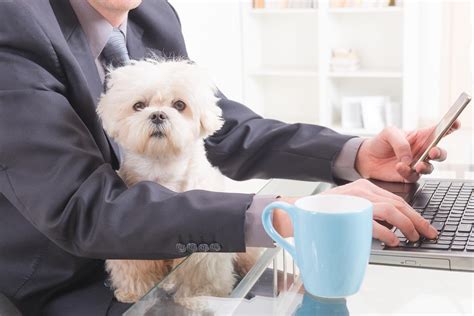 The Benefits Of Bringing Pets Into The Office
