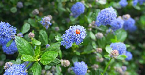 10 Dazzling Blue Flowering Shrubs And Bushes Uk