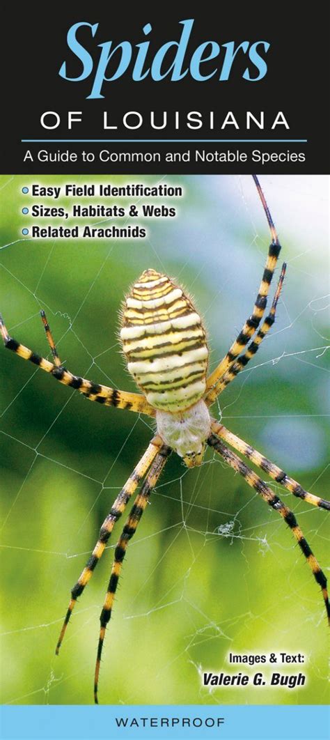 Spiders Of Louisiana A Guide To Common And Notable Species Nhbs