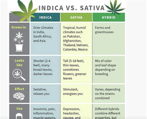 What Does Sativa Do to You? Effects Explained