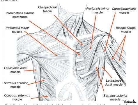 Axillary Fossa