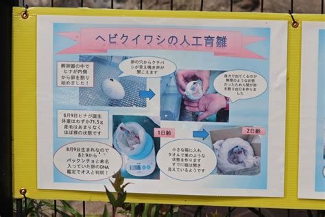 ヘビクイワシの子供たち「パックンチョ＆ジョジョ」～その血の運命（さだめ） （ 東武動物公園 April 2021） 続々・動物園ありマス。