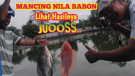 Spot Mancing Nila Babon Pake Umpan Racikan Jitu Ini Hasilnya