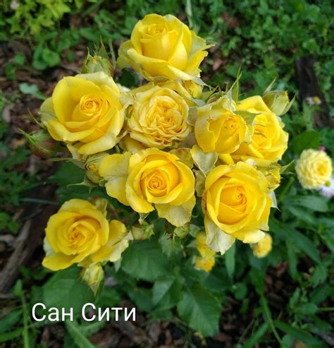 Роза Сан-Сити | Flowers, Plants, Rose