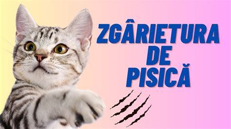 ZGARIETURA DE PISICA Ghidul Tau De PRIM AJUTOR YouTube