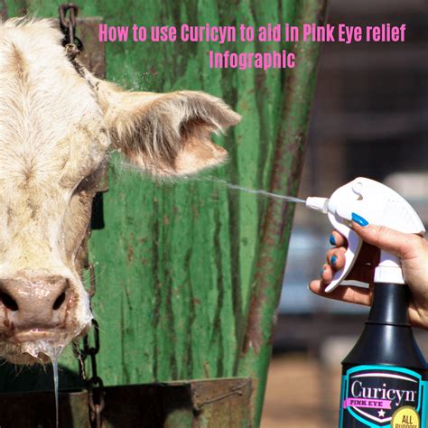 Livestock With Pink Eye How To Take Care Of It In 4 Easy Steps Infographic