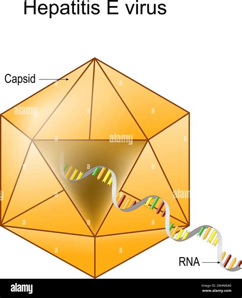 Structure Of Hepatitis E Virus Virion Anatomy Infectious Disease Of