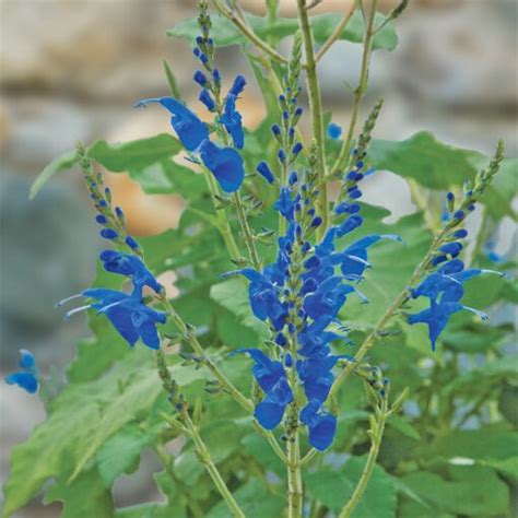 Arrow Leaf Sage Salvia Microphylla X Sagittata 25 Pot Logees