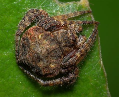 Wrap Around Spiders Found In Australia Are Masters Of Camouflage