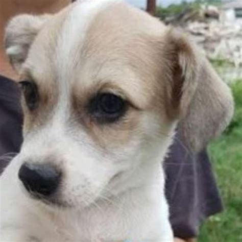 Katzu Chien Croisé e à l adoption Lyon Pet Adoption