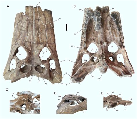 Deinosuchus Schwimmeri New Species Of Ancient Giant Alligator