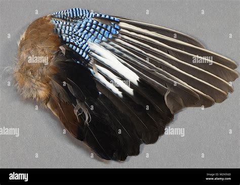 Eurasian Jay Garrulus Glandarius Some Of The Oldest Recored Patterns