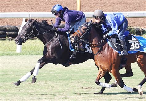 【次回注目馬】良血アラメダ 鮫島克駿騎手が「教えながら」で新馬戦3着 ライブドアニュース