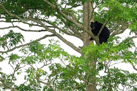 Asian black bear (Ursus thibetanus)