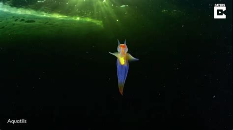 Marine Biologist Captures Rare Footage Of Luminescent Sea Angels