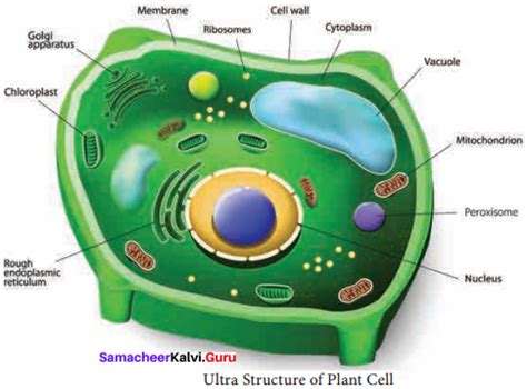 Samacheer Kalvi Th Bio Botany Solutions Chapter Cell The Unit Of