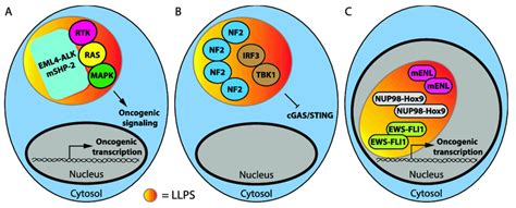 Biological Condensates Of Mutant Oncoproteins A Shp And Eml Alk