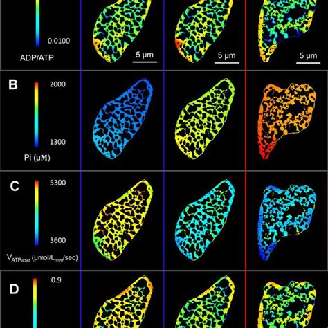 Model Predicted Spatial Distributions Of Key Metabolic Parameters In