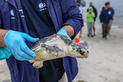 Two Rehabilitated Sea Turtles Released Off Cape Cod