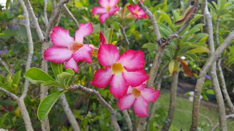 Adenium obesum Rose du désert Desert Rose graines seeds