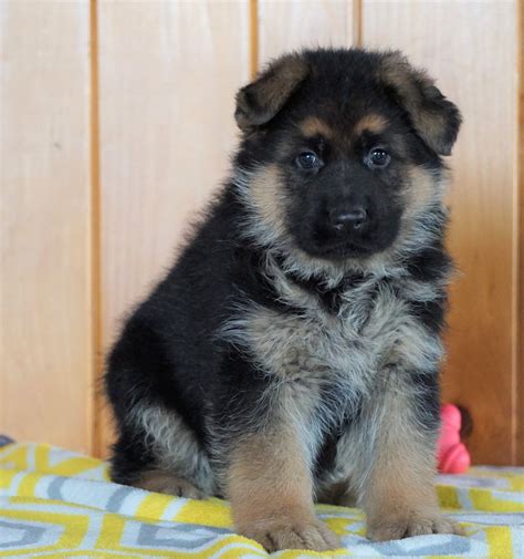 Akc Registered German Shepherd For Sale Millersburg Oh Male Diamond