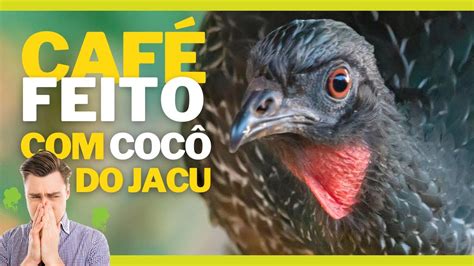 Grãos do Cocô de Ave São Usados Para Fazer Café SERÁ QUE VOCÊ JÁ TOMOU