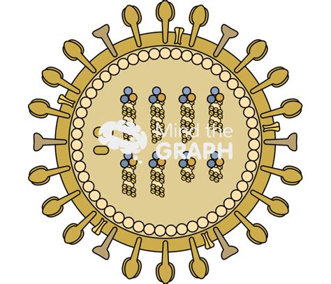 Influenza Virus Structure