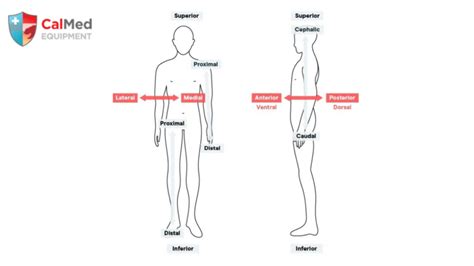 Proper AED Pads Placement A Life Saving Guide