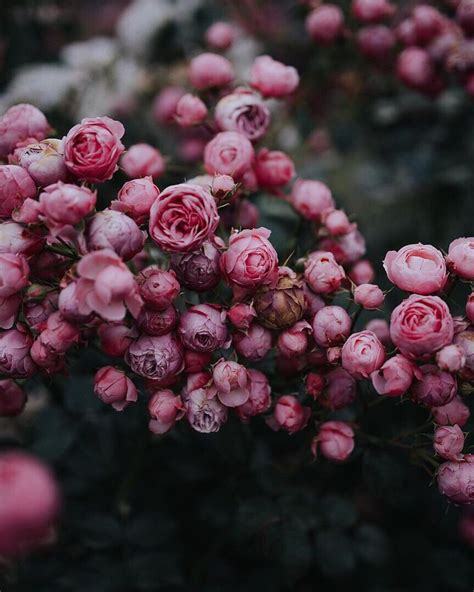 Pin by March. on Цветочки. | Beautiful flowers, Growth and decay, Flowers