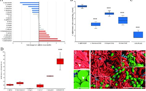 Biofilm Associated Microbiota Can Affect C Difficile Biofilm