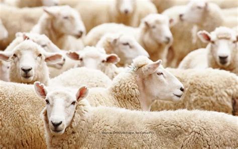 What Is Herd Mentality And How Does It Affect Us Exceptional Futures