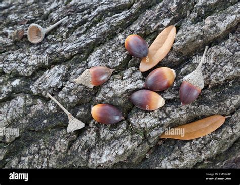 Coastal Live Oak, fallen acorns with caps 'Quercus virginiana', resting ...