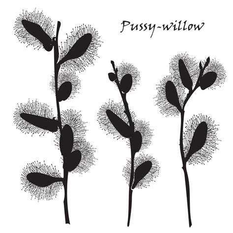 Abstract Texture With Pussy Willow Bouquet 12803706 Vector Art At Vecteezy