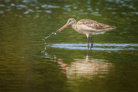 The Bird That Flew From Alaska To Tasmania Without Stopping TwistedSifter