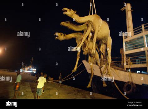 Camels are loaded onto ship for export, Berbera port, Somaliland Stock ...