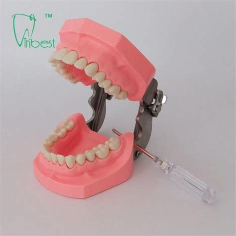 Dental Teeth Model Tribest Dental