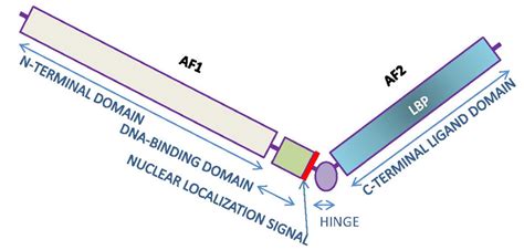 Functional structure of the androgen receptor (AR). The diagram shows ...