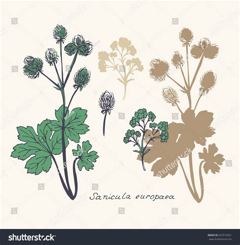 Sanicula Plant Sanicula Europaea Sanicle Wood Stock Vector Royalty