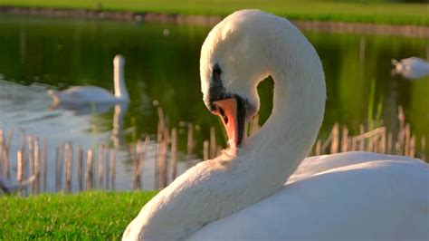 Close Up White Swan Pecking Feathers Stock Footage Videohive