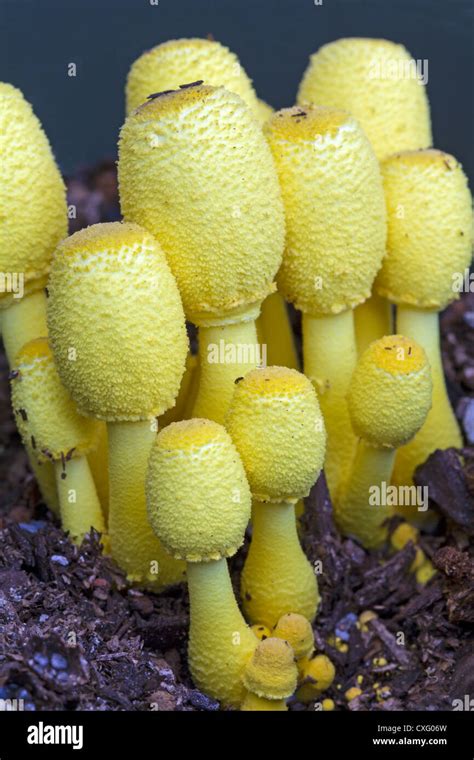 Leucocoprinus Birnbaunii A Bright Yellow Mushroom Which Commonly Grows