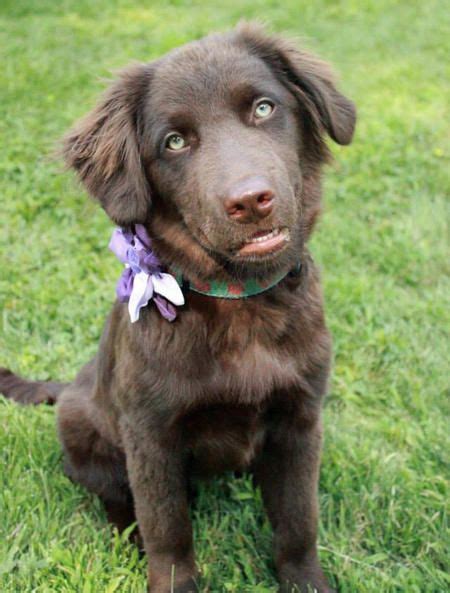 Lilly The Labrador Mix Labrador Mix Yorkie Mix Bear Puppy